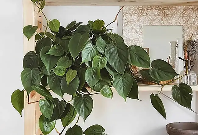 hard to kill houseplant Heartleaf Philodendron