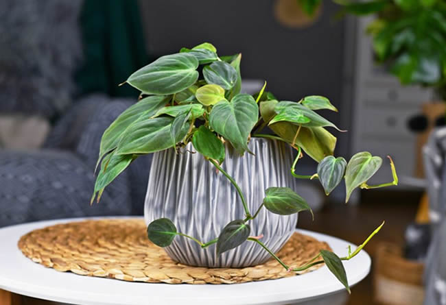 hard to kill houseplant Philodendron