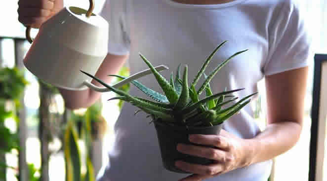 Aloe plant watering