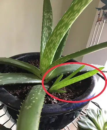 Aloe with pups
