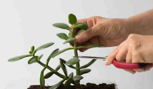 Cutting succulent stem for propagation