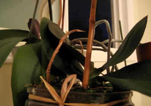 Dormant orchid with brown stem