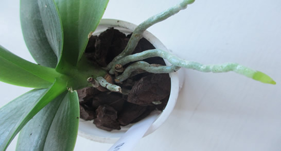 Orchid roots need air circulation