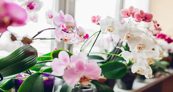 Orchids after good care