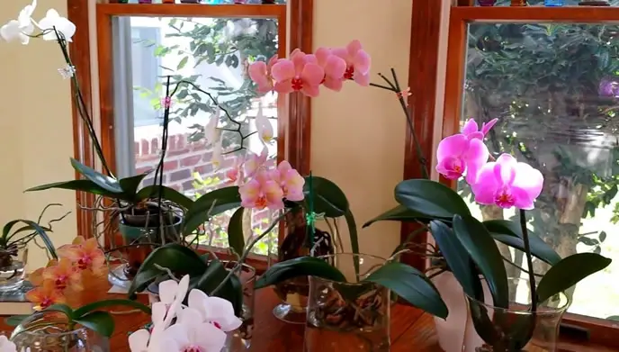 Orchids in good indirect light