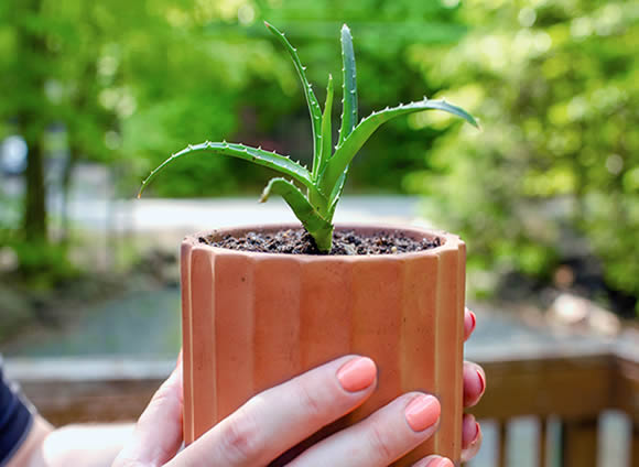 Potted aloe baby