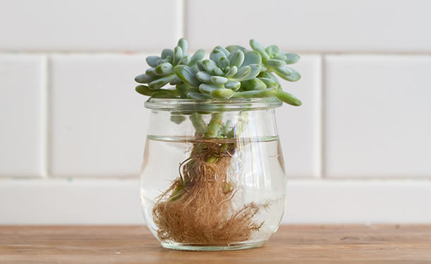 Propagating succulent in water