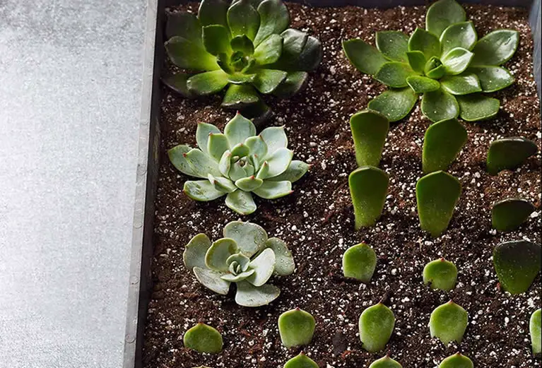 How To Propagate Succulents From Leaf, Stem & Offset