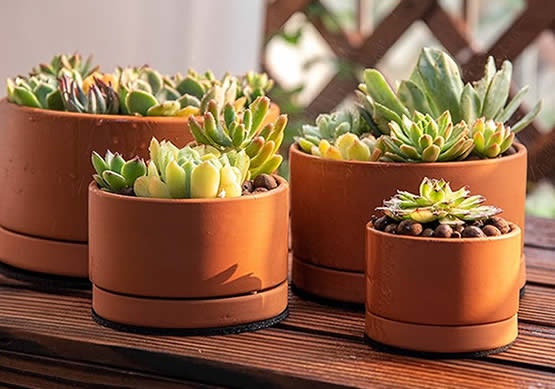 succulent terracotta pots