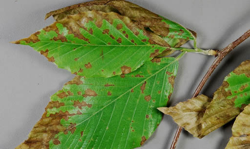 Anthracnose on plant leaves