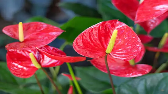 Anthurium blooms