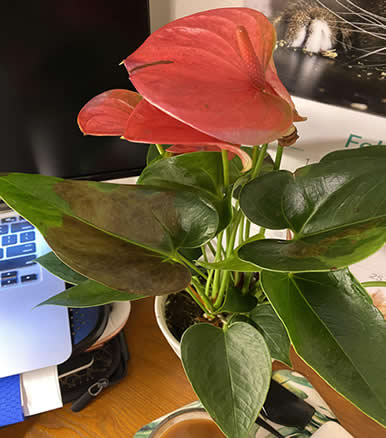 Anthurium brown leaves