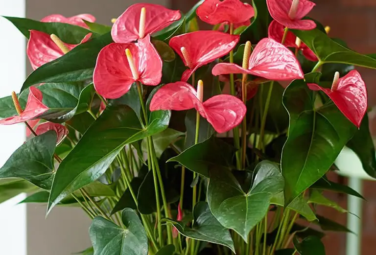 Anthurium in full bloom