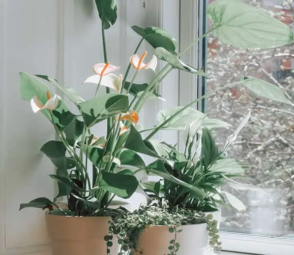 Anthurium in good light conditions