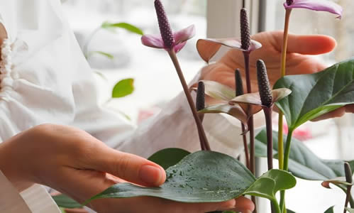 Anthurium leaves