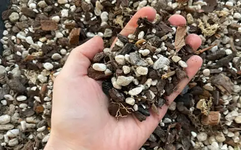 Anthurium soil