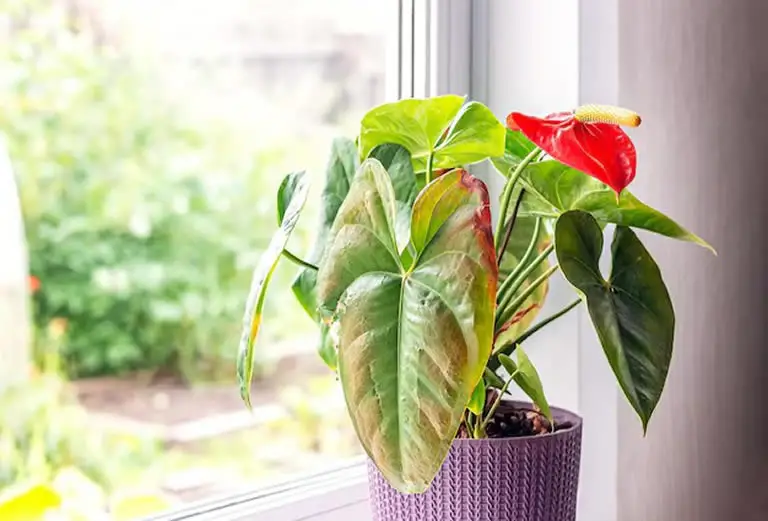 Anthurium with brown leaves