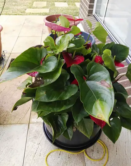 Anthurium with browning leaves