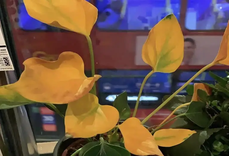 Anthurium with yellow leaves