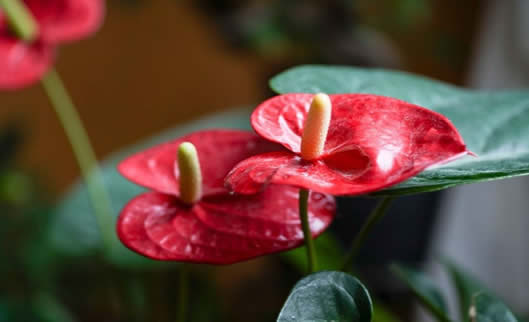 Anthurium