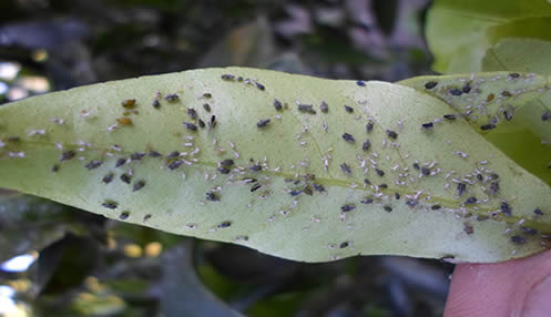 Aphids on houseplant