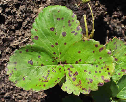 Bacterial disease causing black spots on leaves