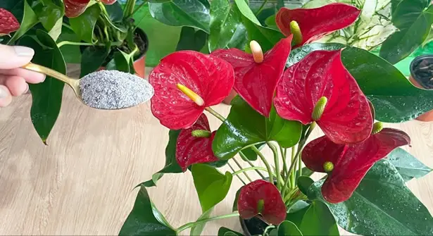 Fertilizing Anthurium