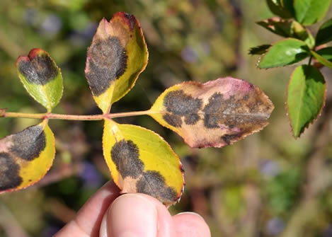 Fungal leaf spot