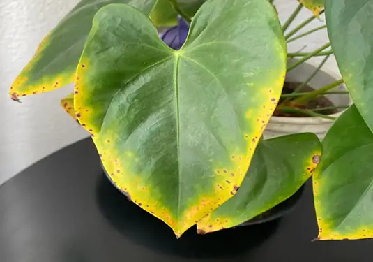 Leaves on anthurium turning yellow