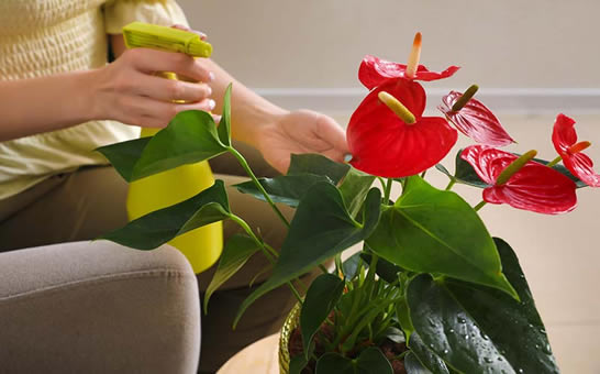 Misting Anthurium houseplant