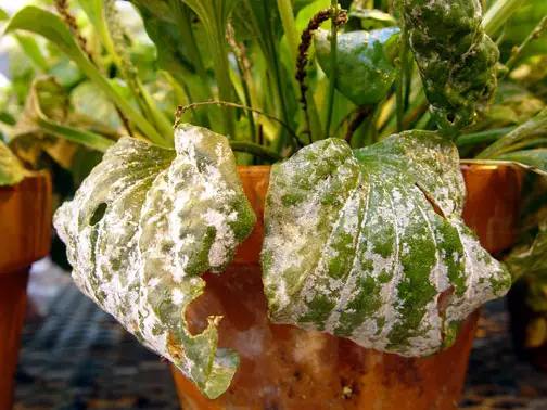 Powdery Mildew on Plants