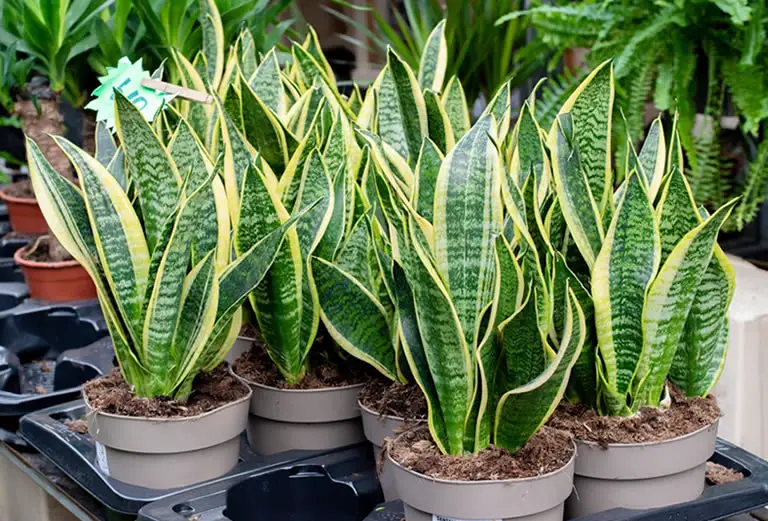 Snake Plant Care