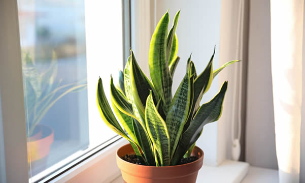 Snake Plant getting bright light