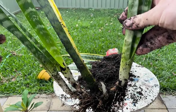 Snake plant propagation by division