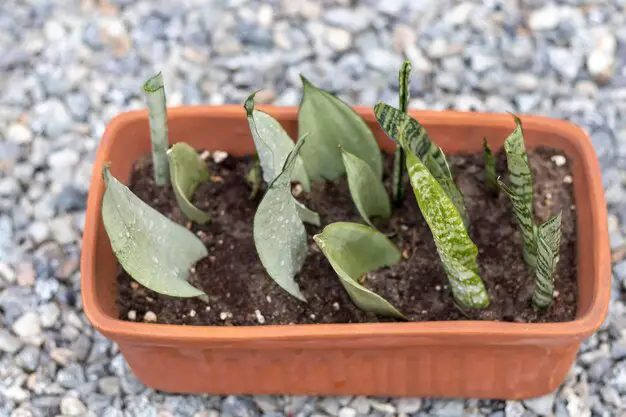 Snake Plant propagation in soil