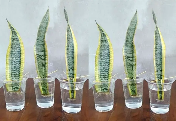 Snake Plant propagation in water