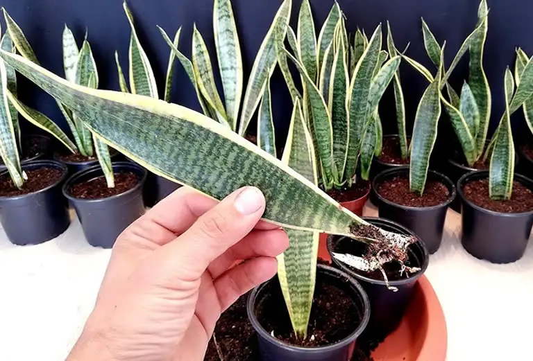 Snake Plant propagation