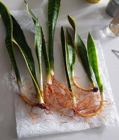 Snake plant rhizomes