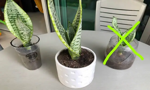 Snake plant in correct soil