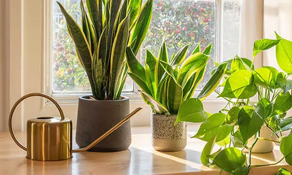 Snake plant watering