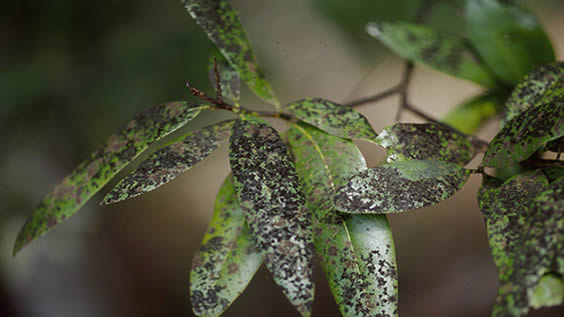 Sooty Mold on plant leaves