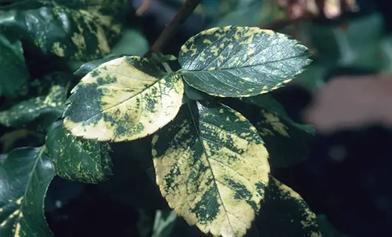 Viral infections causing leaf discoloration