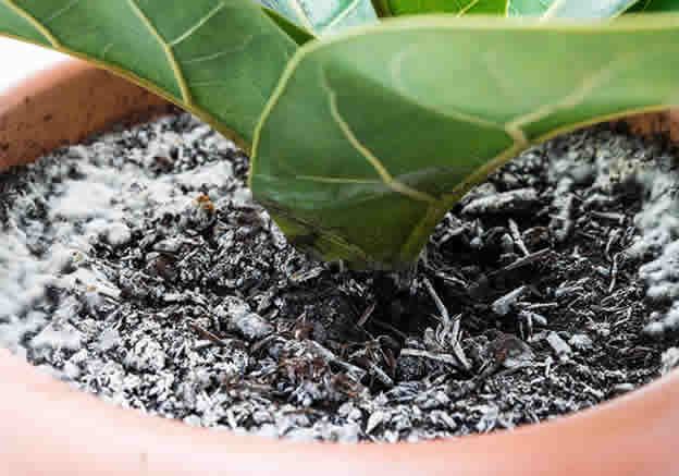 White Mold on Plant Soil