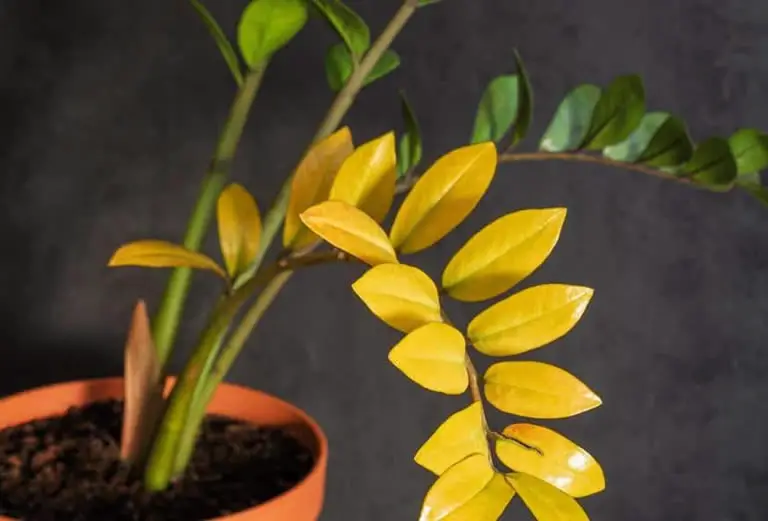 Yellow Leaves ZZ Plant