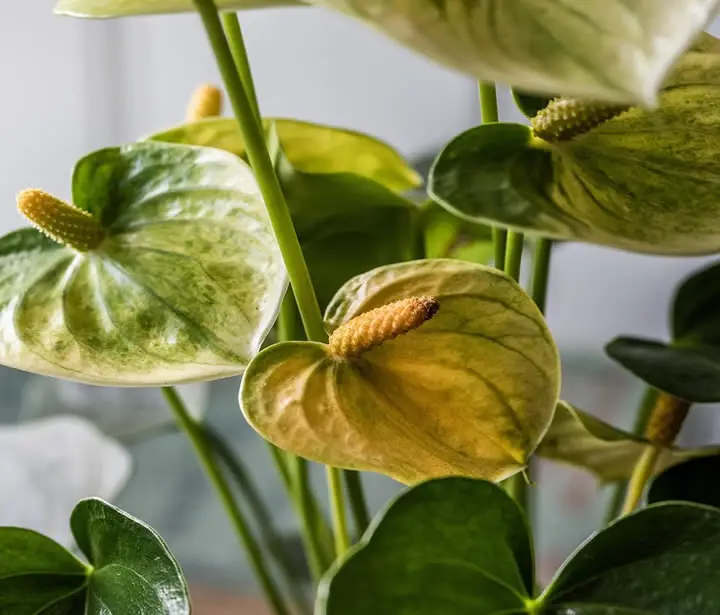 Yellow leaves on anthurium