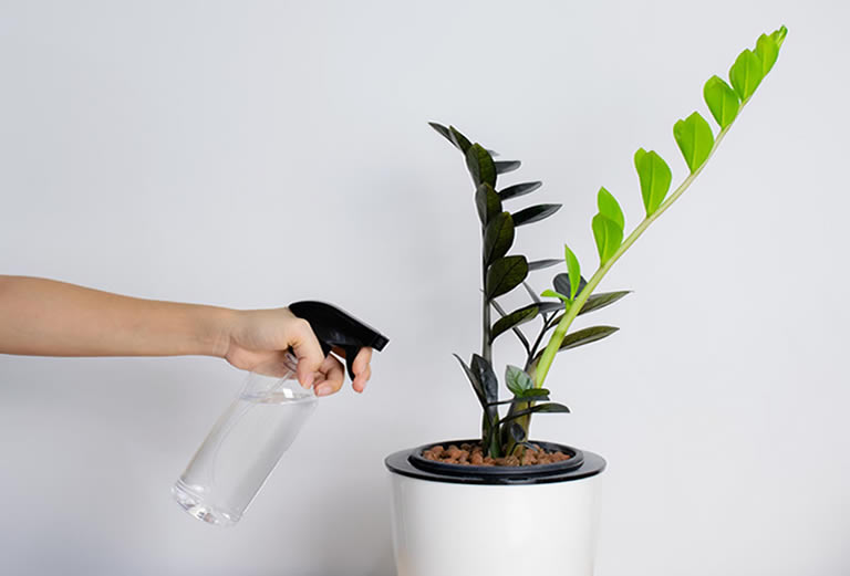 ZZ Plant Watering