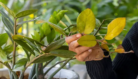 ZZ Plant Yellow Leaves