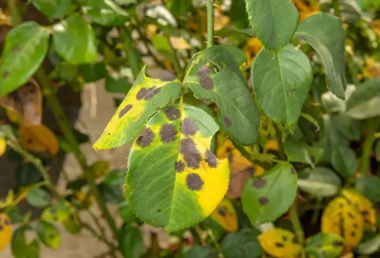 brown spots on houseplant