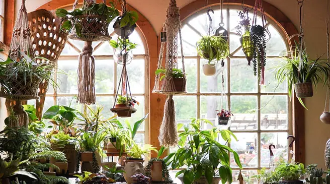 Hanging indoor plants by window