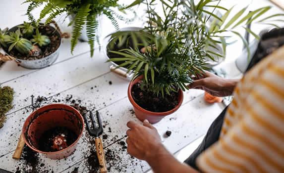 Potting indoor plants in correct soil